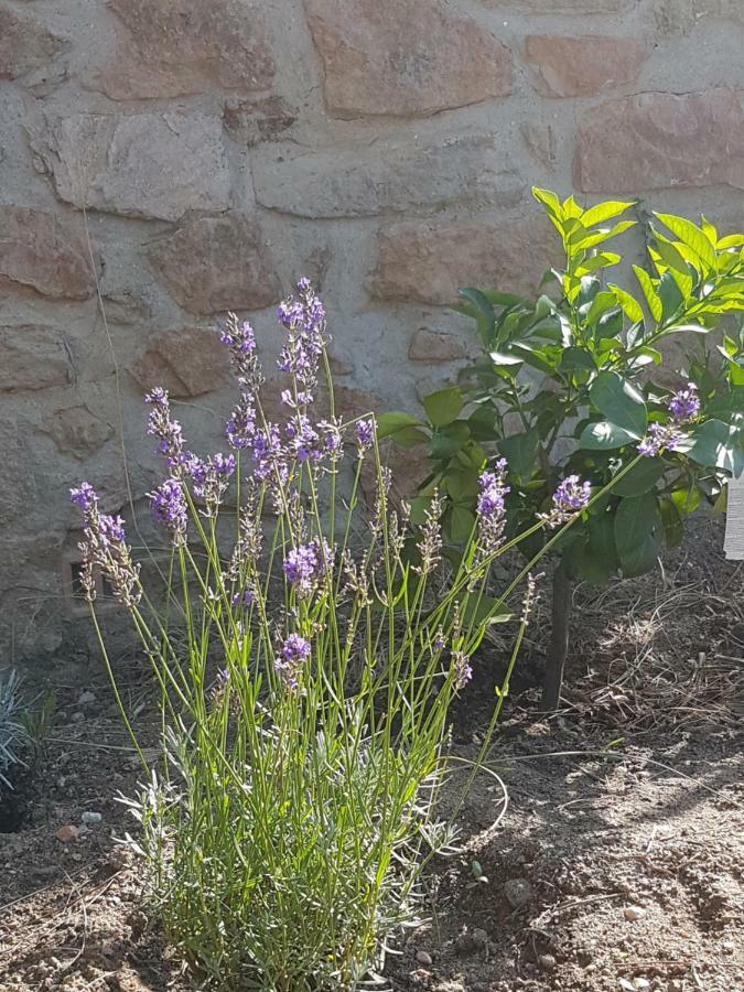 La petite bergerie Villa Roquebrune-sur-Argens Eksteriør billede